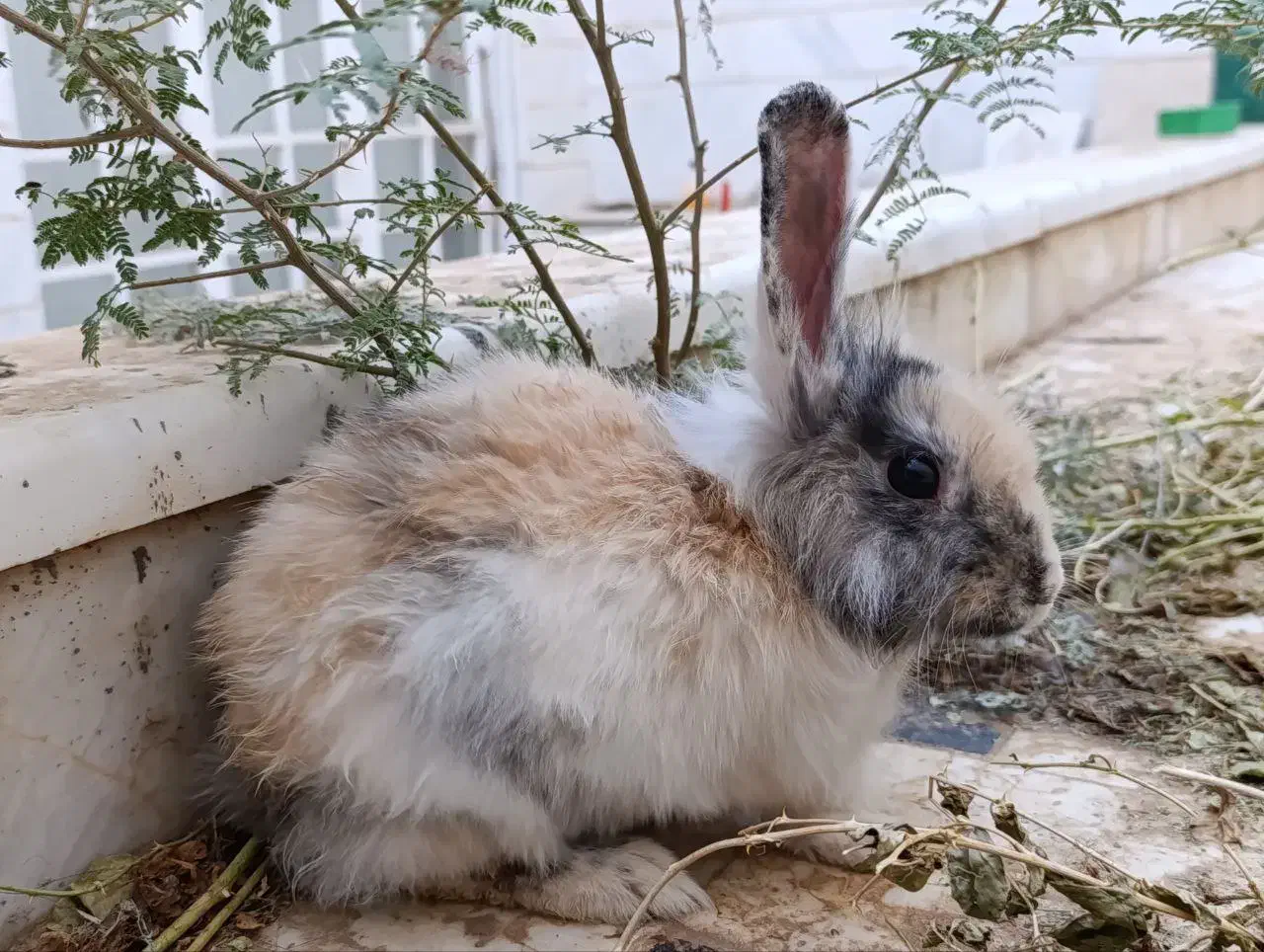 خرگوش نژاد لوپ|موش و خرگوش|قم, باجک سه|دیوار