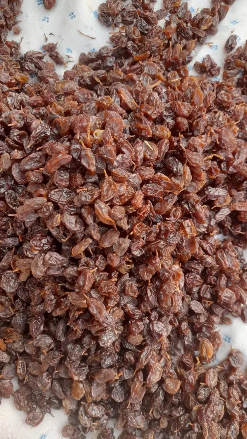 کشمش انگور عسکری|خوردنی و آشامیدنی|بیضا, |دیوار