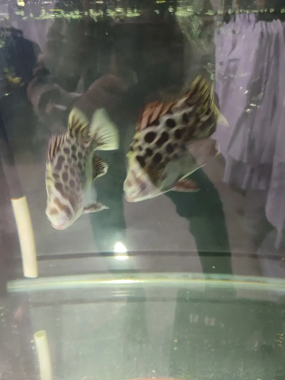 فلاور باکس18سانتی هد دار|ماهی|مشهد, سناباد|دیوار