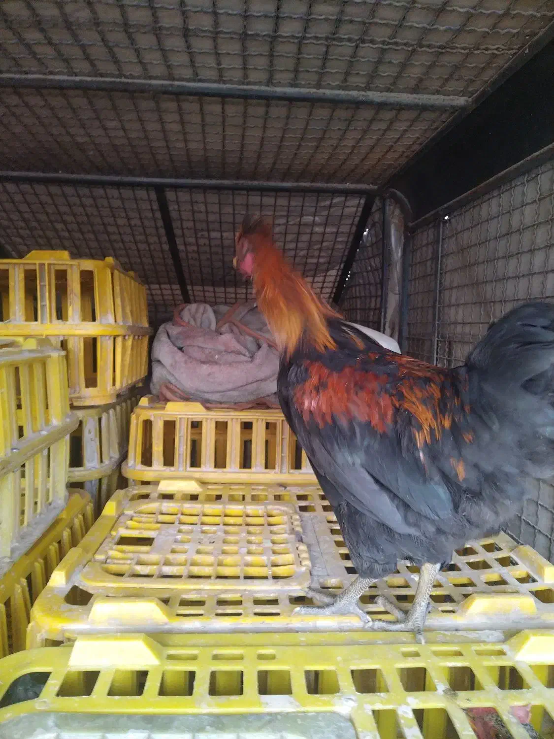 مرغ و خروس|حیوانات مزرعه|خمینی‌شهر, |دیوار