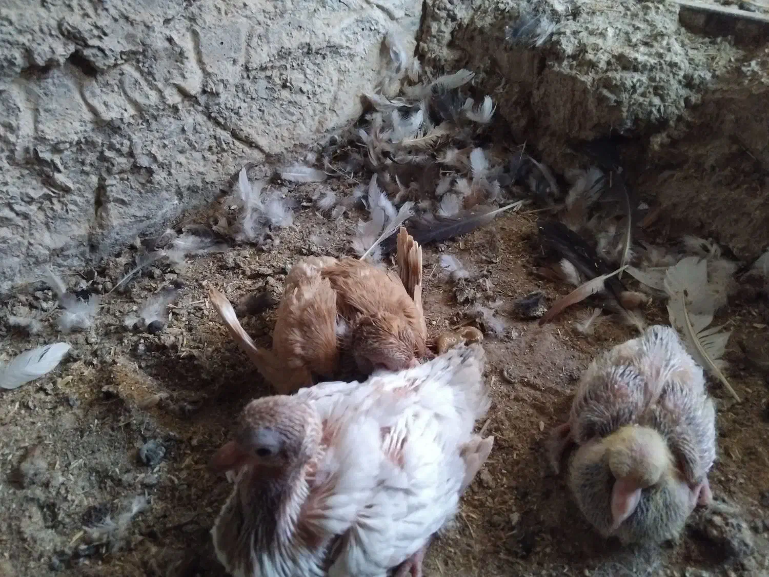 زینتی جوجه|پرنده|اردکان, |دیوار