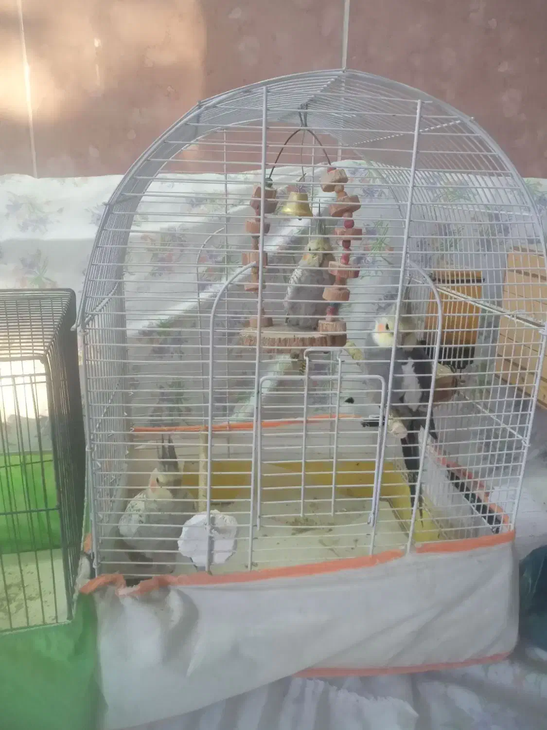 عروس هلندی|پرنده|الوند, |دیوار