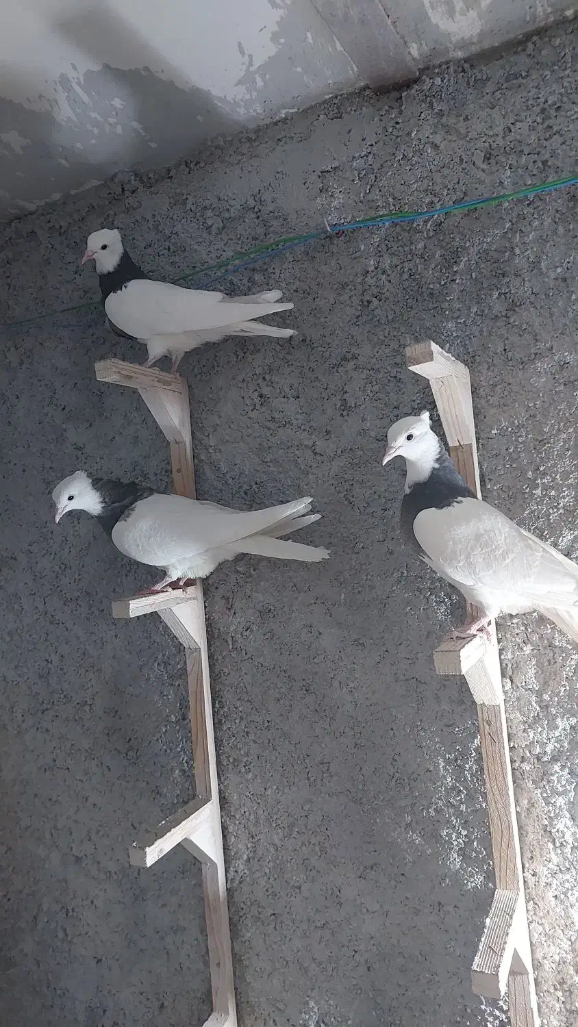 طوقی کفتر کبوتر|پرنده|مشهد, انقلاب|دیوار