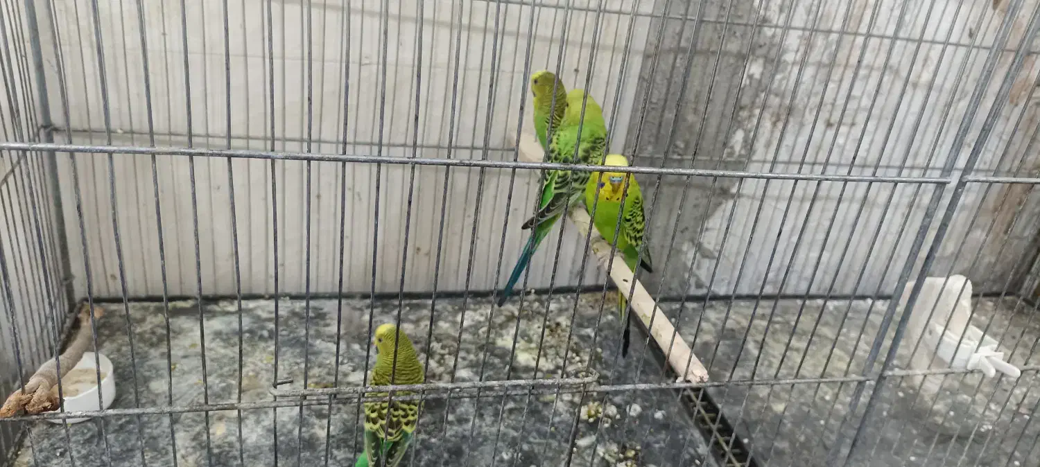 مرغ عشق|پرنده|سراوان, |دیوار