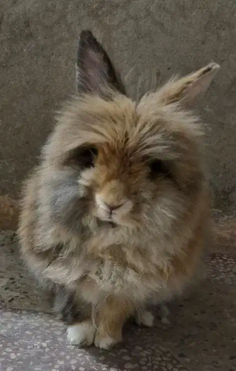 خرگوش لپ|موش و خرگوش|برازجان, |دیوار