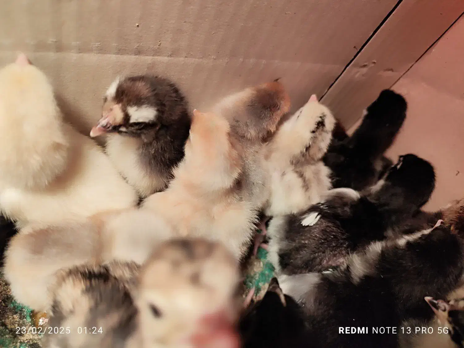 فروش جوجه گلین لری|حیوانات مزرعه|مشهد, امیر المومنین|دیوار