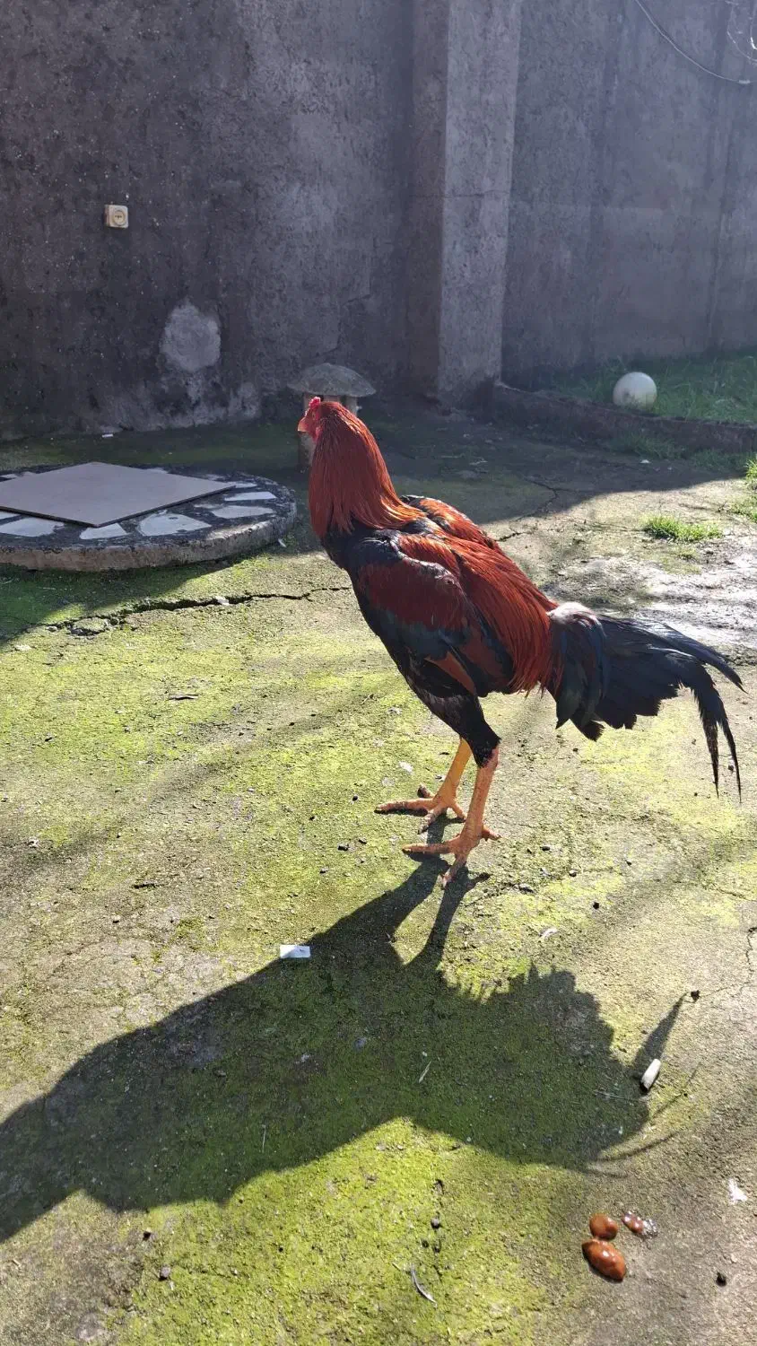 خروس لاری|حیوانات مزرعه|رشت, فلسطین|دیوار