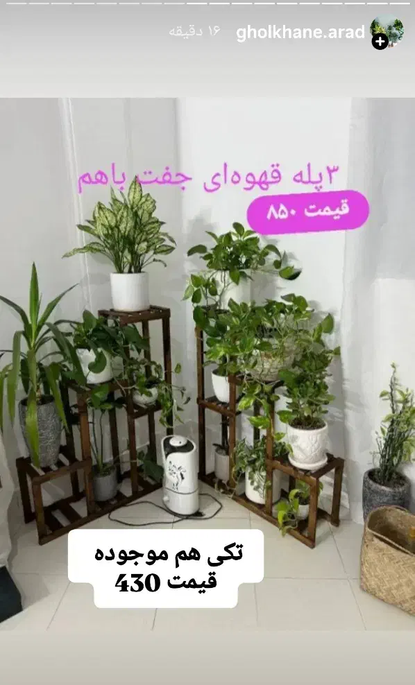 تخفیف گل و گیاه طبیعی به مدت دو روز|گل و گیاه طبیعی|خواف, |دیوار