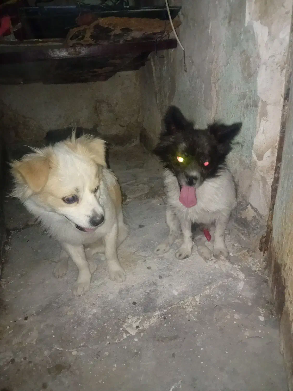 سگ خانگی|سگ|دوگنبدان, |دیوار