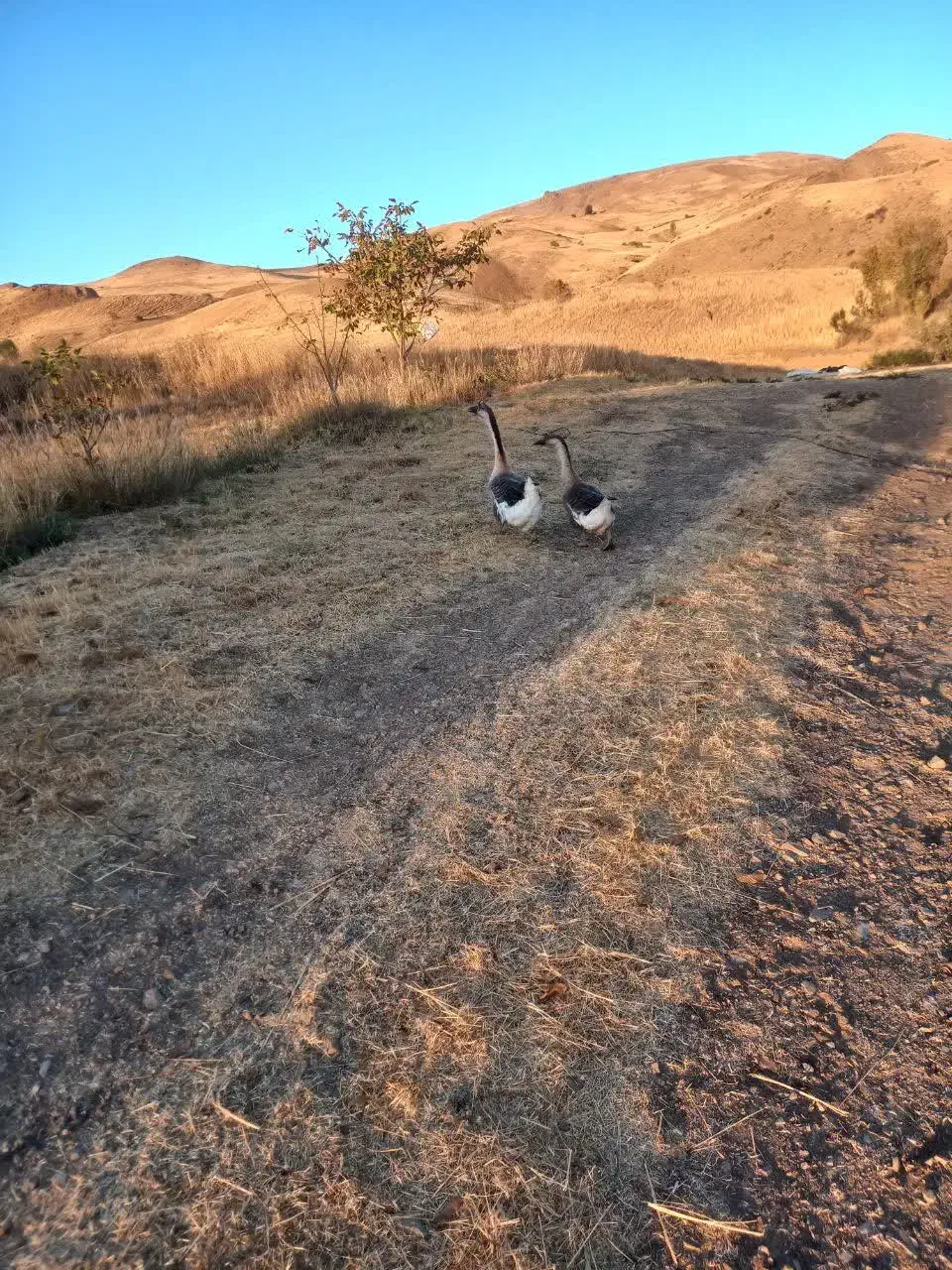 قو غاز نرماده|حیوانات مزرعه|خلخال, |دیوار