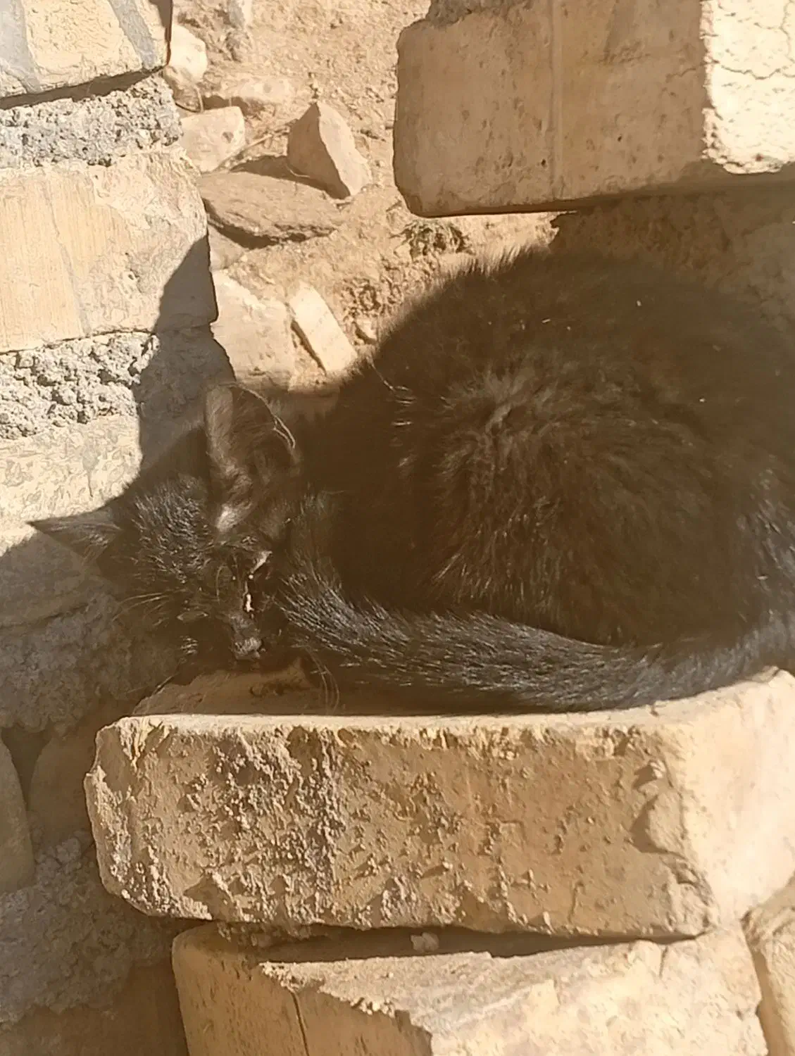 بچه گربه|گربه|زنجان, |دیوار