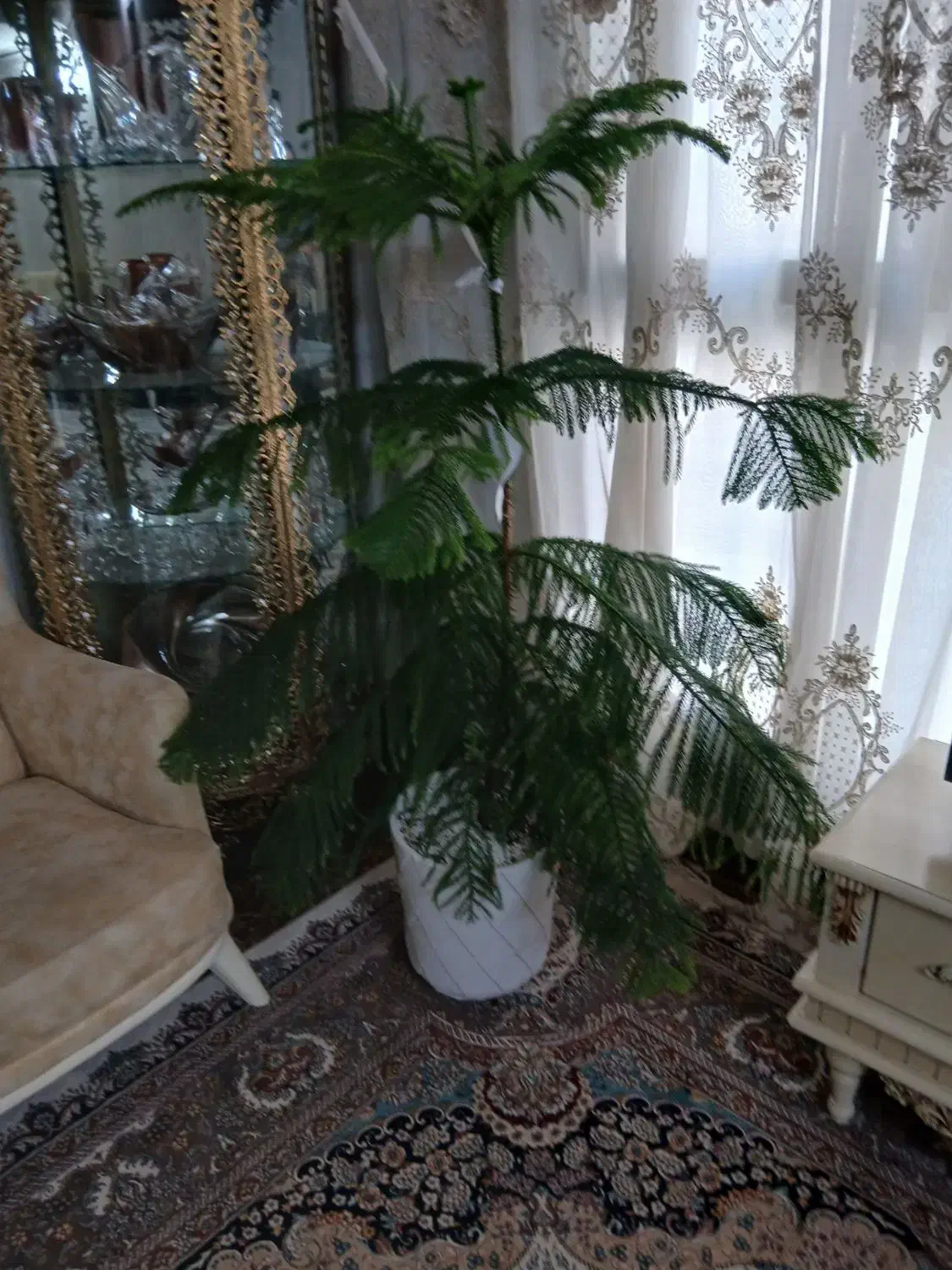 گل و گلدان طبیعی گل طبقه ای|گل و گیاه طبیعی|قرچک, میرزائی جنوبی|دیوار