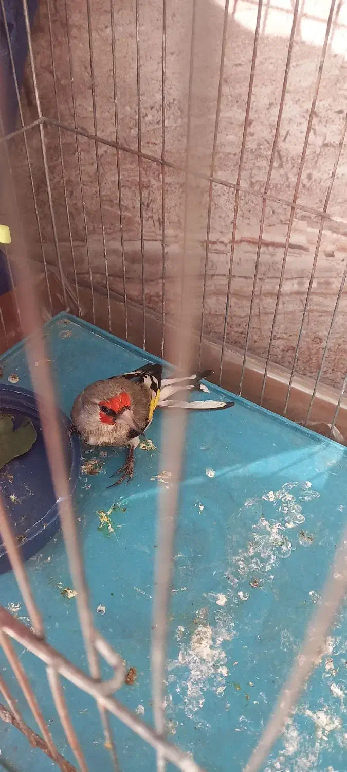 سهره یا سقا بافتی نر گل بلند|پرنده|کرمان, |دیوار