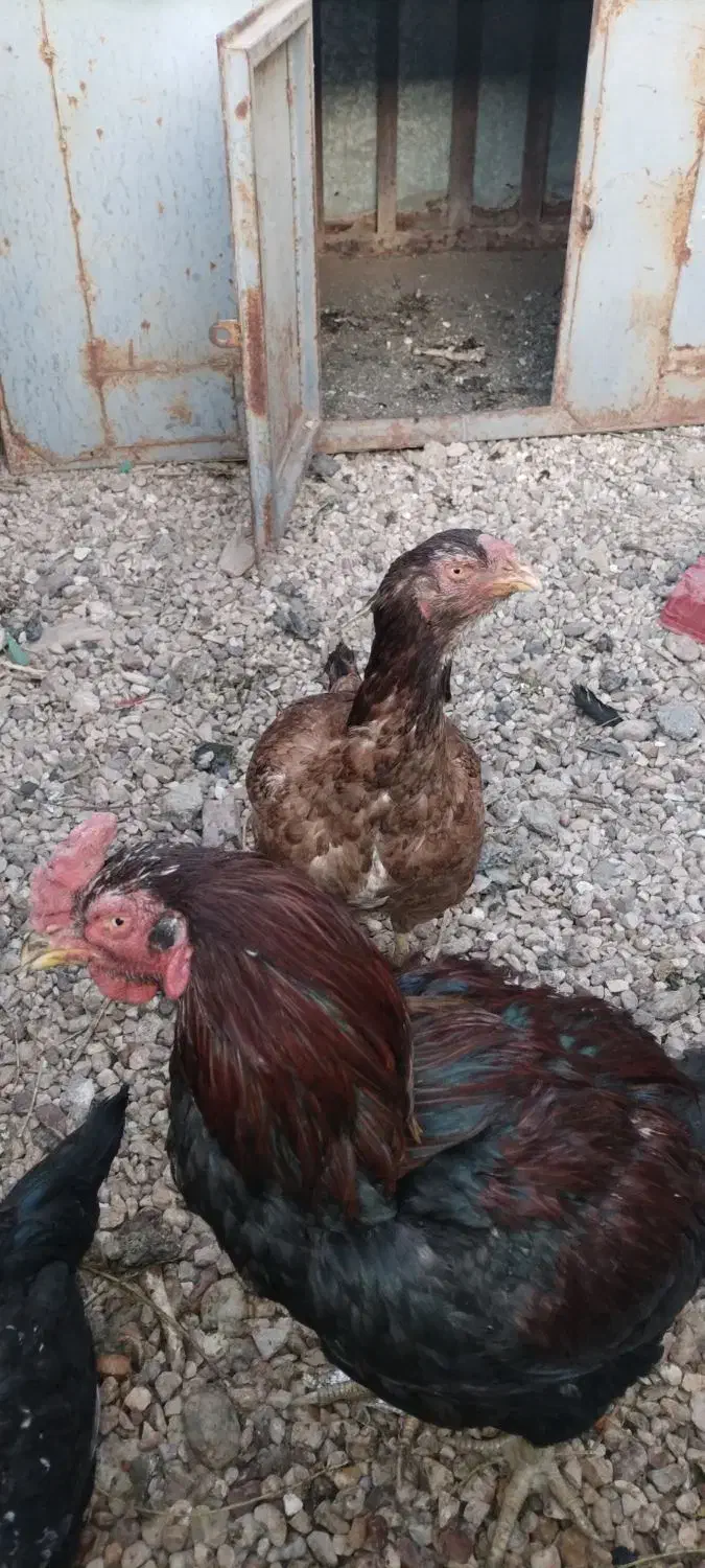 خروس و مرغ لاری|حیوانات مزرعه|شیراز, گویم|دیوار