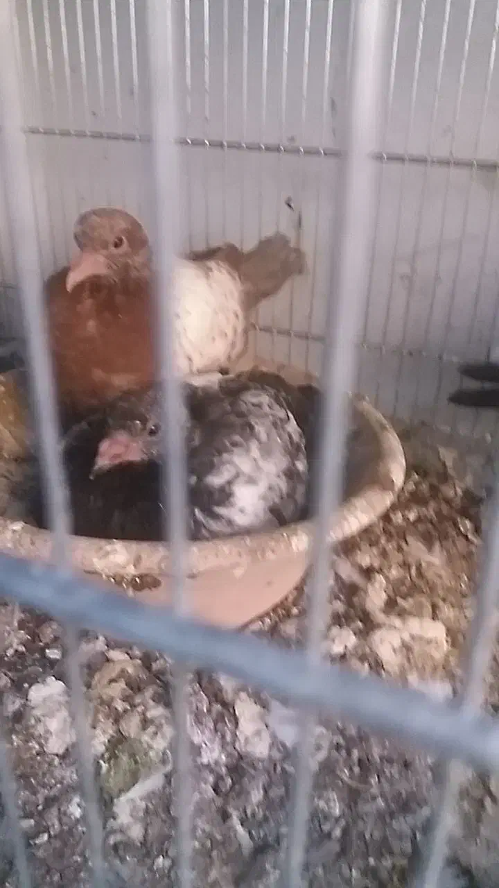 کبوترسرته قهوه ای|پرنده|کرمانشاه, |دیوار