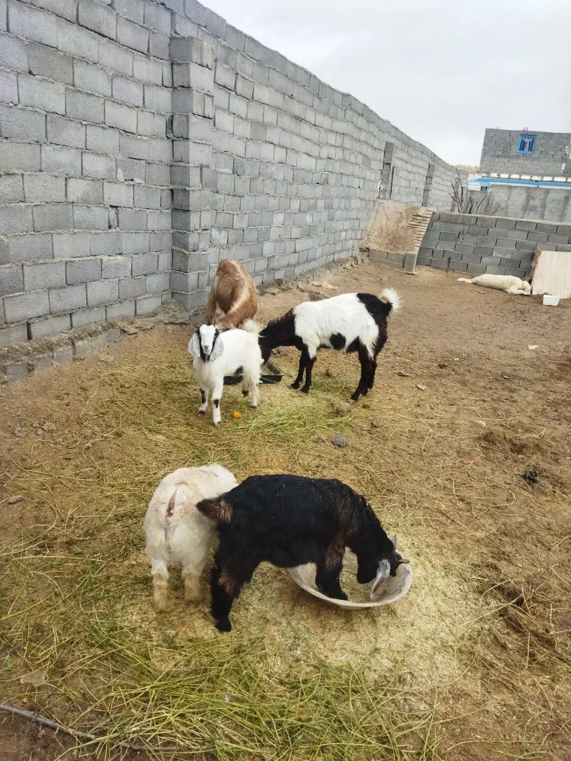 بز وبزغاله|حیوانات مزرعه|شیروان (خراسان), |دیوار