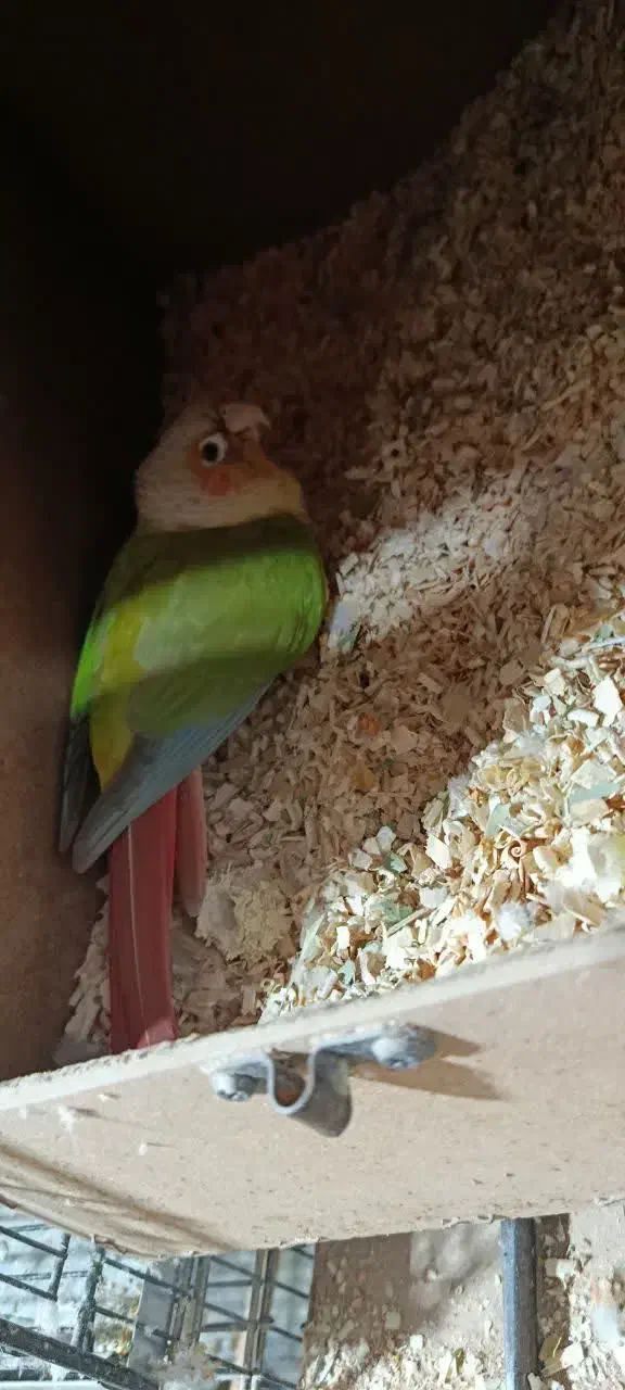 جفت گرینچیک کارداده و ماده آماده|پرنده|بردسکن, |دیوار