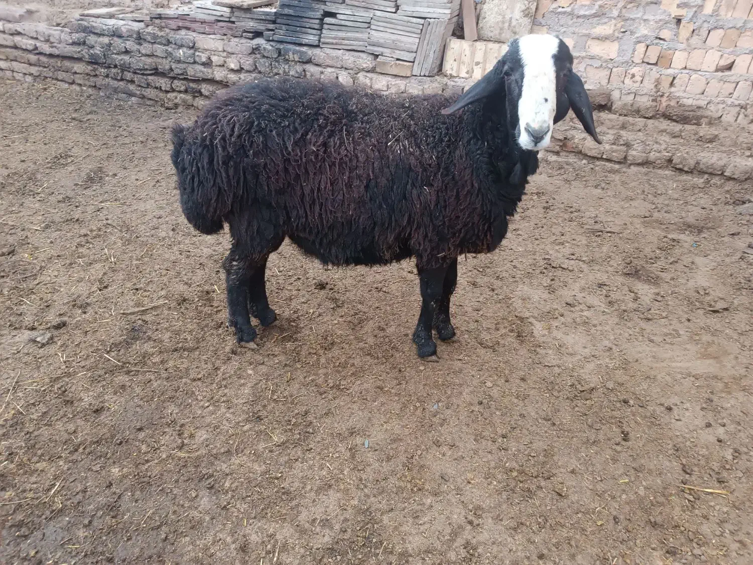 بره قوچ|حیوانات مزرعه|اسفرورین, |دیوار