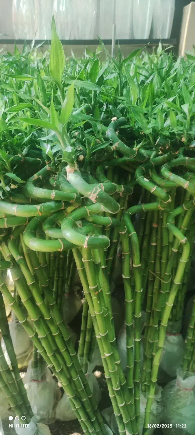 گل لیندا ..یاس هلندی|گل و گیاه طبیعی|ورامین, ورامین|دیوار