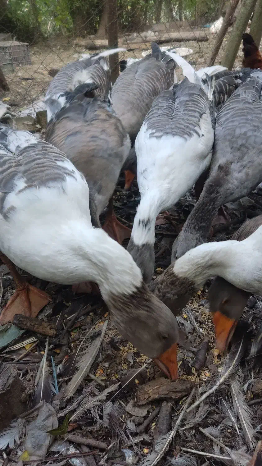 گله غاز تخمگذار|حیوانات مزرعه|لنگرود, |دیوار