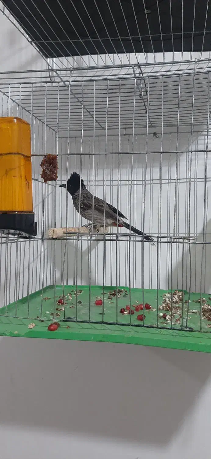 پرنده|پرنده|شوشتر, |دیوار