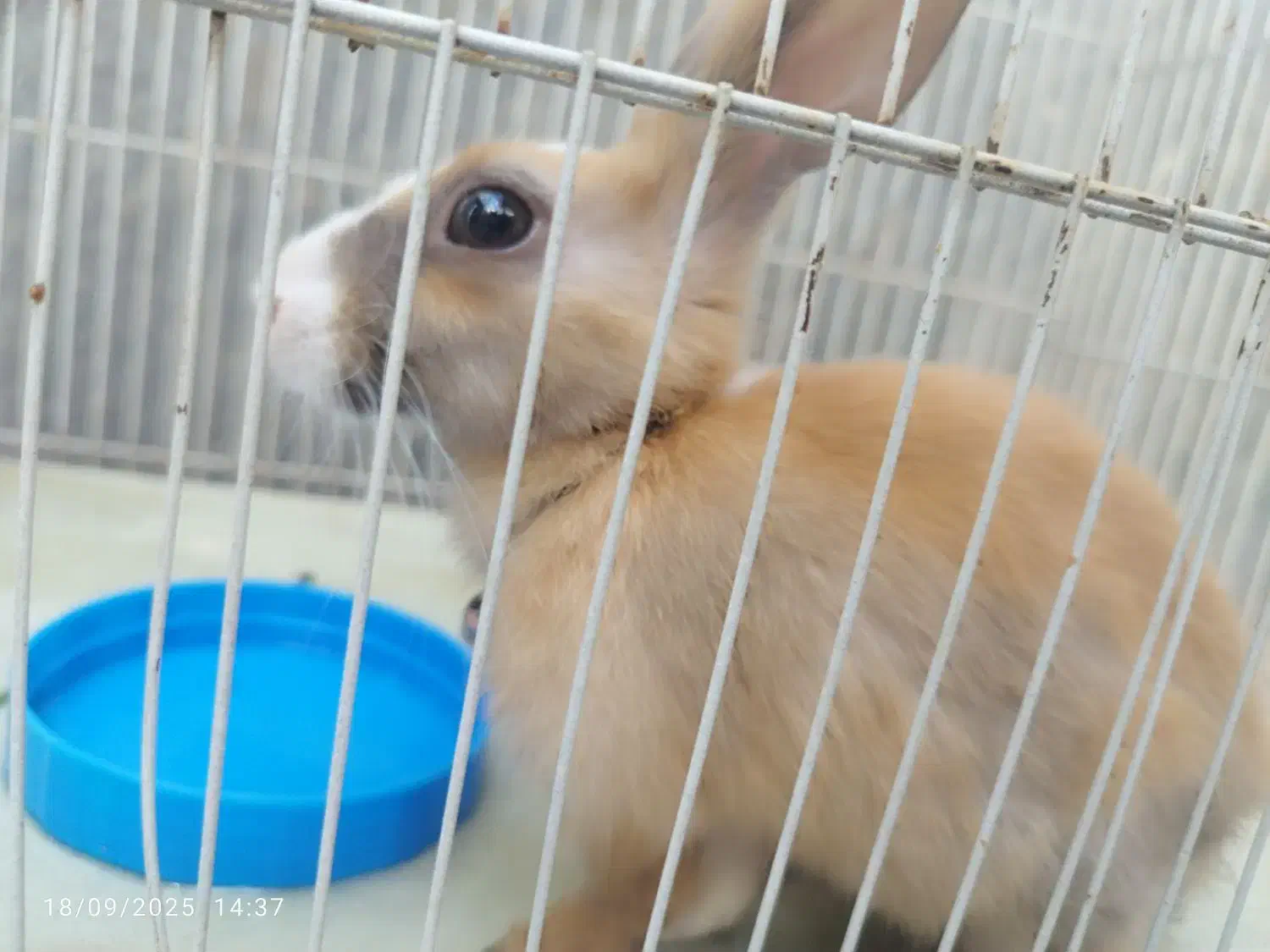 دو عدد خرگوش گمشده|موش و خرگوش|بیرجند, |دیوار