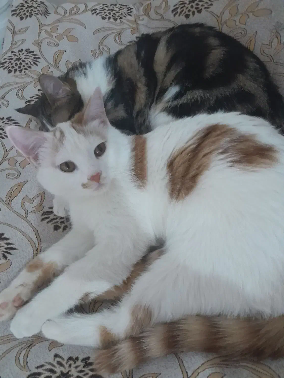 گربه خانگی|گربه|یزد, |دیوار