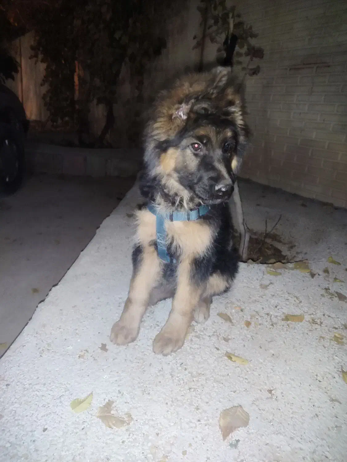 سگ ژرمن شپر  با شناسنامه|سگ|مرودشت, دولت آباد|دیوار