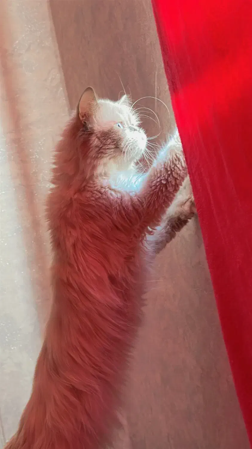 گربه پرشین چاکلت|گربه|تهران, بهداشت|دیوار