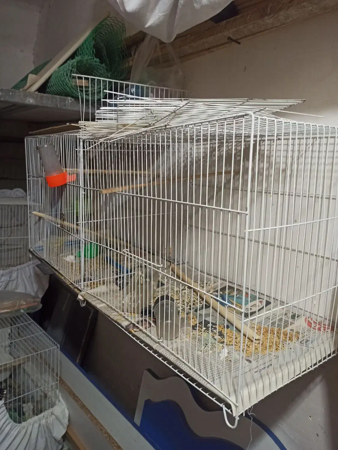 قناری|پرنده|مشهد, توس (بلوار توس)|دیوار