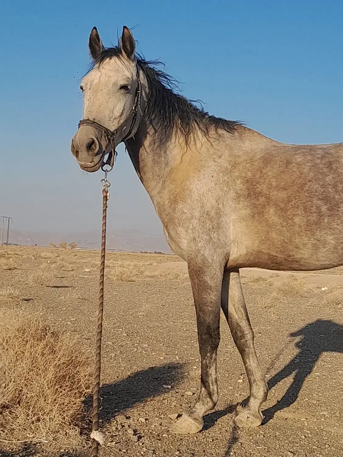 فروشی|اسب و تجهیزات اسب‌سواری|سیرجان, |دیوار