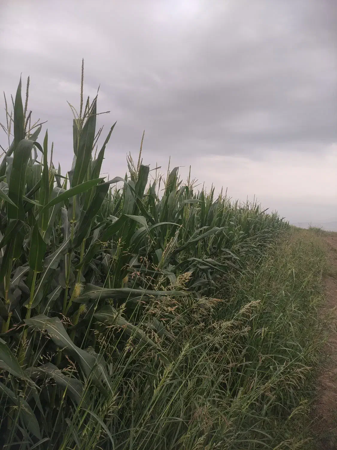 ذرت بسته‌بندی|لوازم جانبی حیوانات|گنبد کاووس, |دیوار