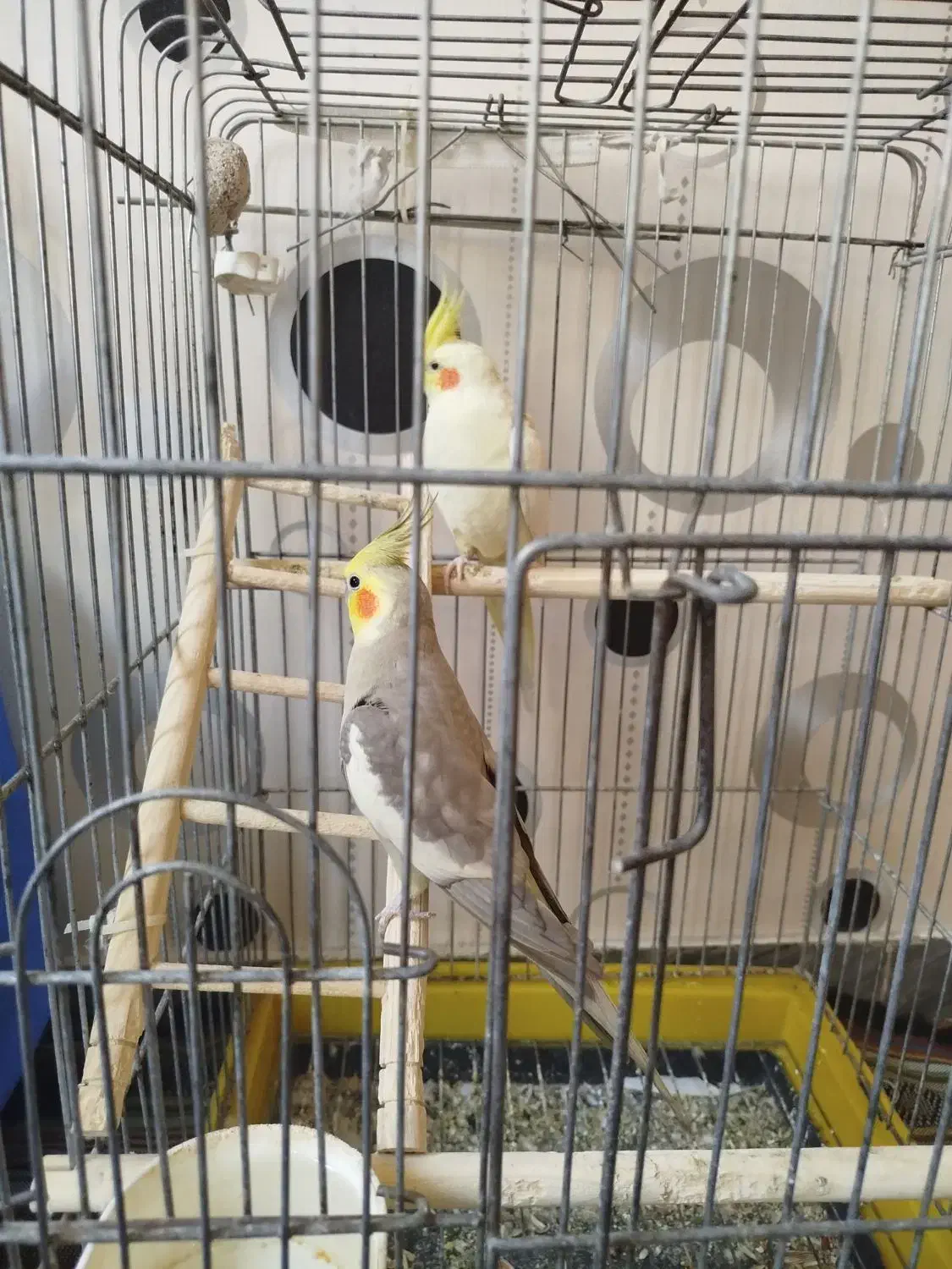 عروس هلندی آهویی|پرنده|تهران, مشیریه|دیوار