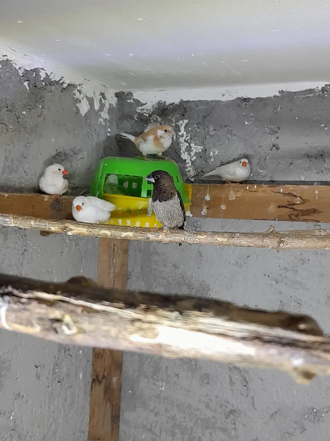 فنچ بنگالی و زبرا|پرنده|نور, |دیوار