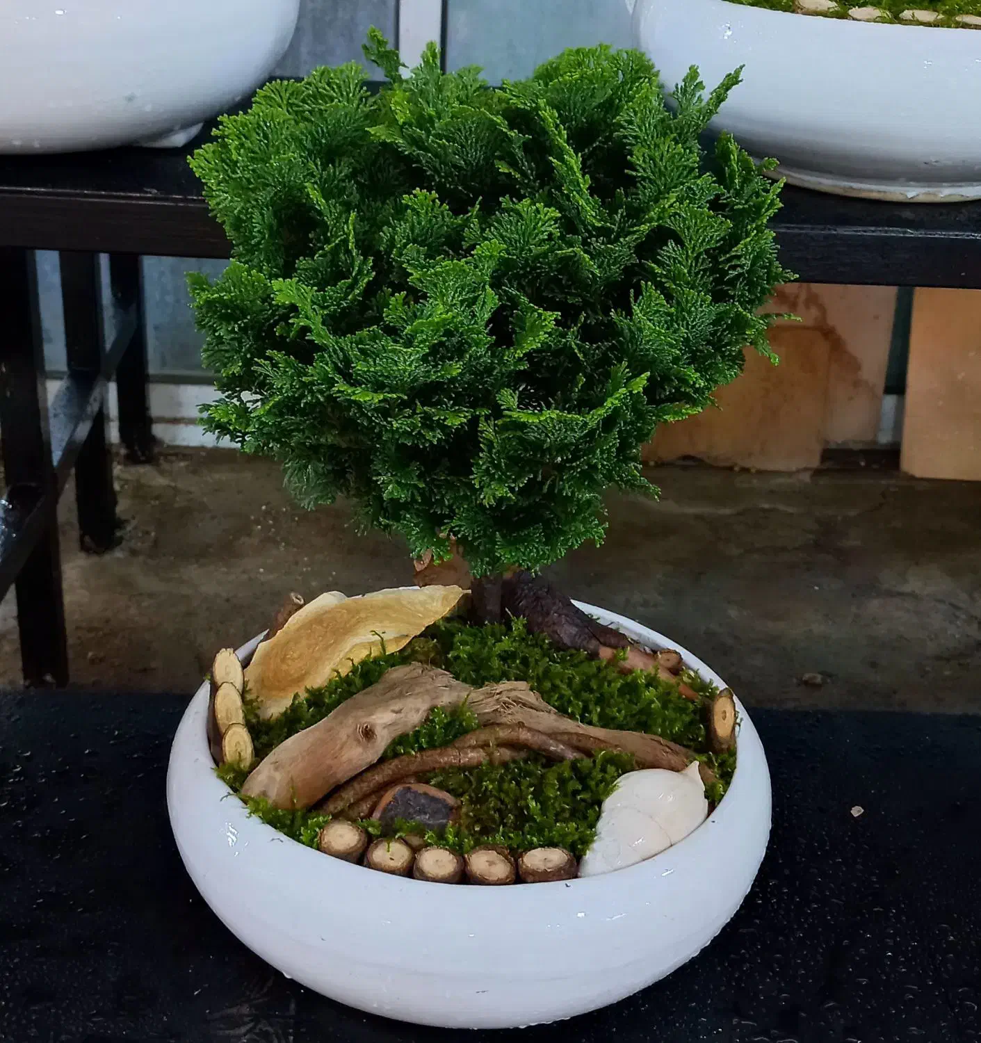 بن سای کاج نانا|گل و گیاه طبیعی|تهران, فدک|دیوار