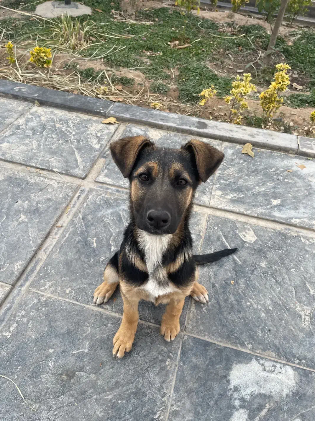 توله ژرمن شپرد، ۵ ماهه، نژاد اصیل|سگ|مشهد, هنرستان|دیوار