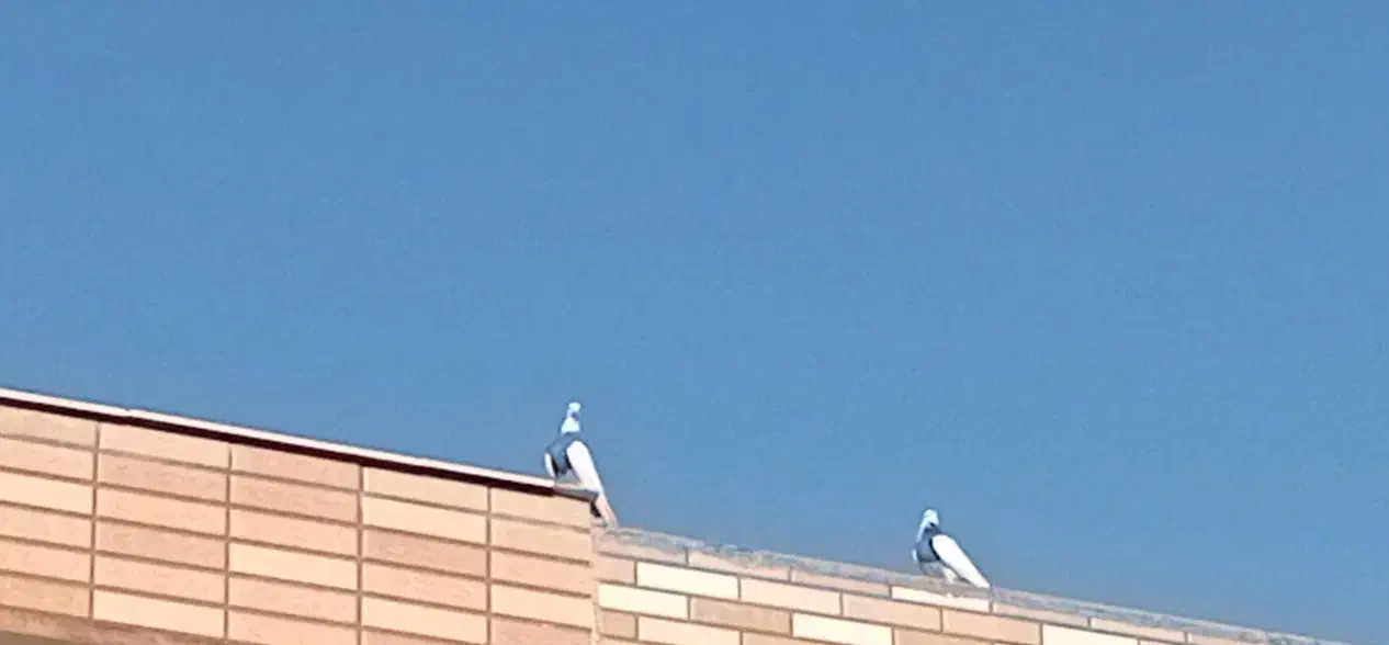 کبوتر|پرنده|خانمیرزا, |دیوار