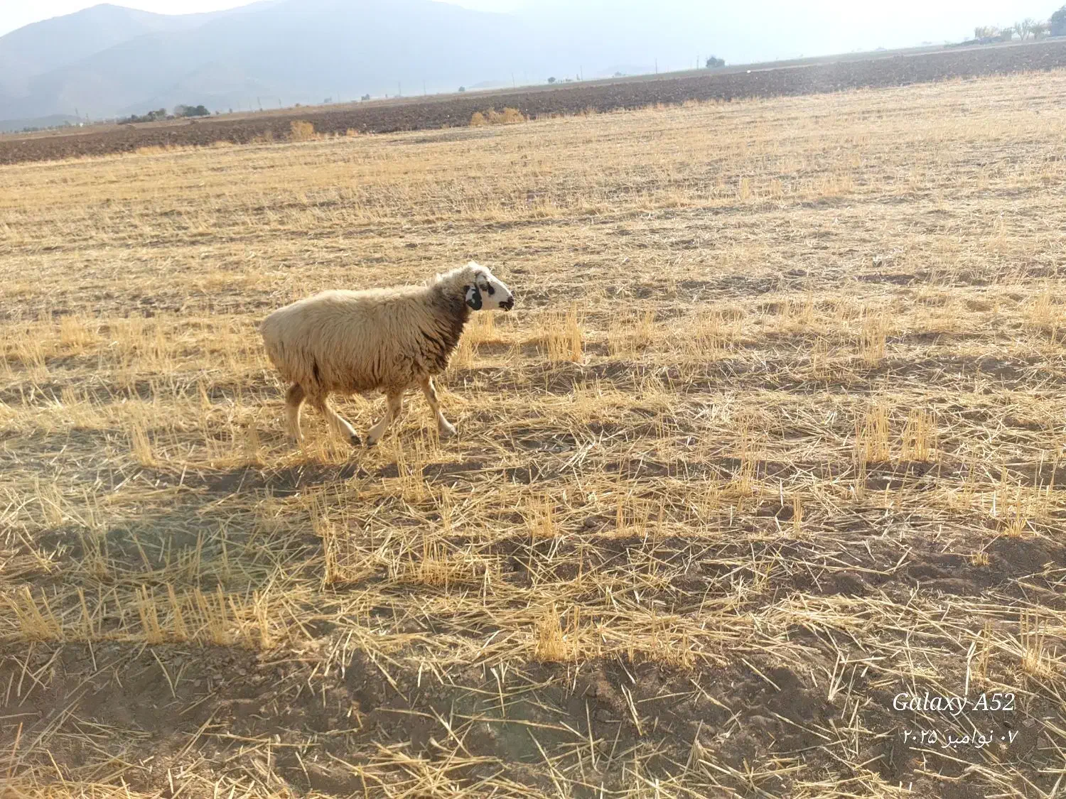 شیشک ومیش|حیوانات مزرعه|پاسارگاد, |دیوار