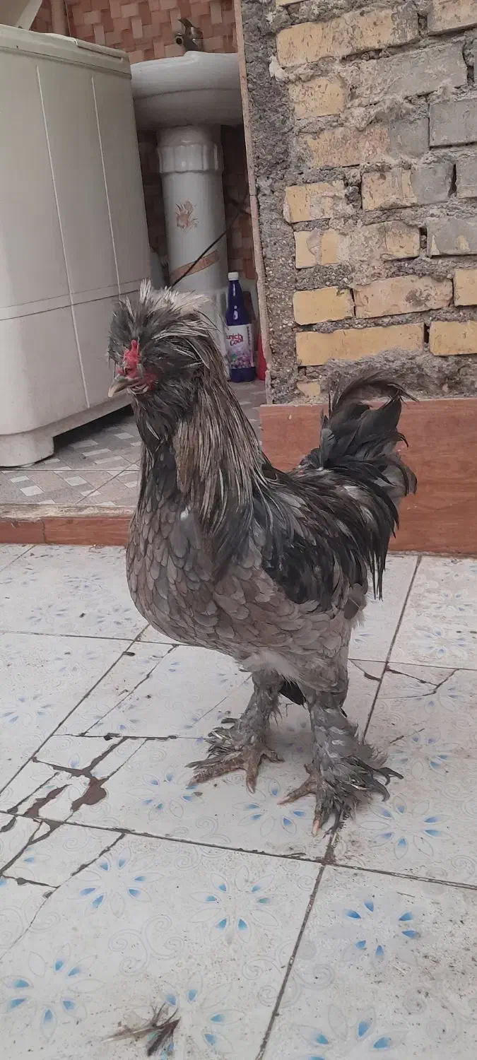 خروس...|حیوانات مزرعه|بندر ماهشهر, |دیوار