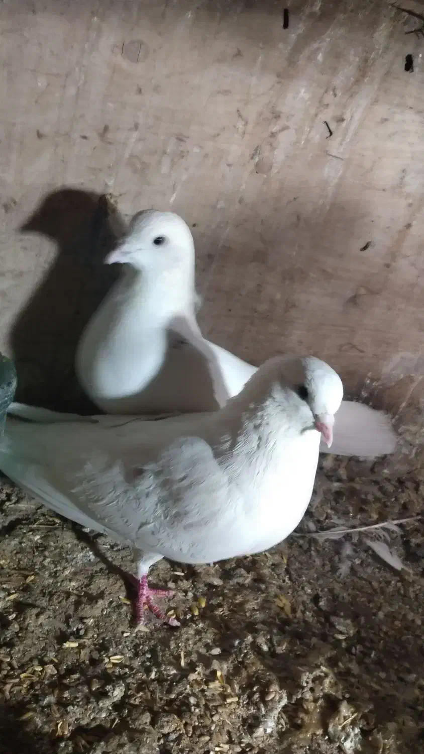 کفتر پرشی|پرنده|پاکدشت, پاکدشت (مامازند)|دیوار