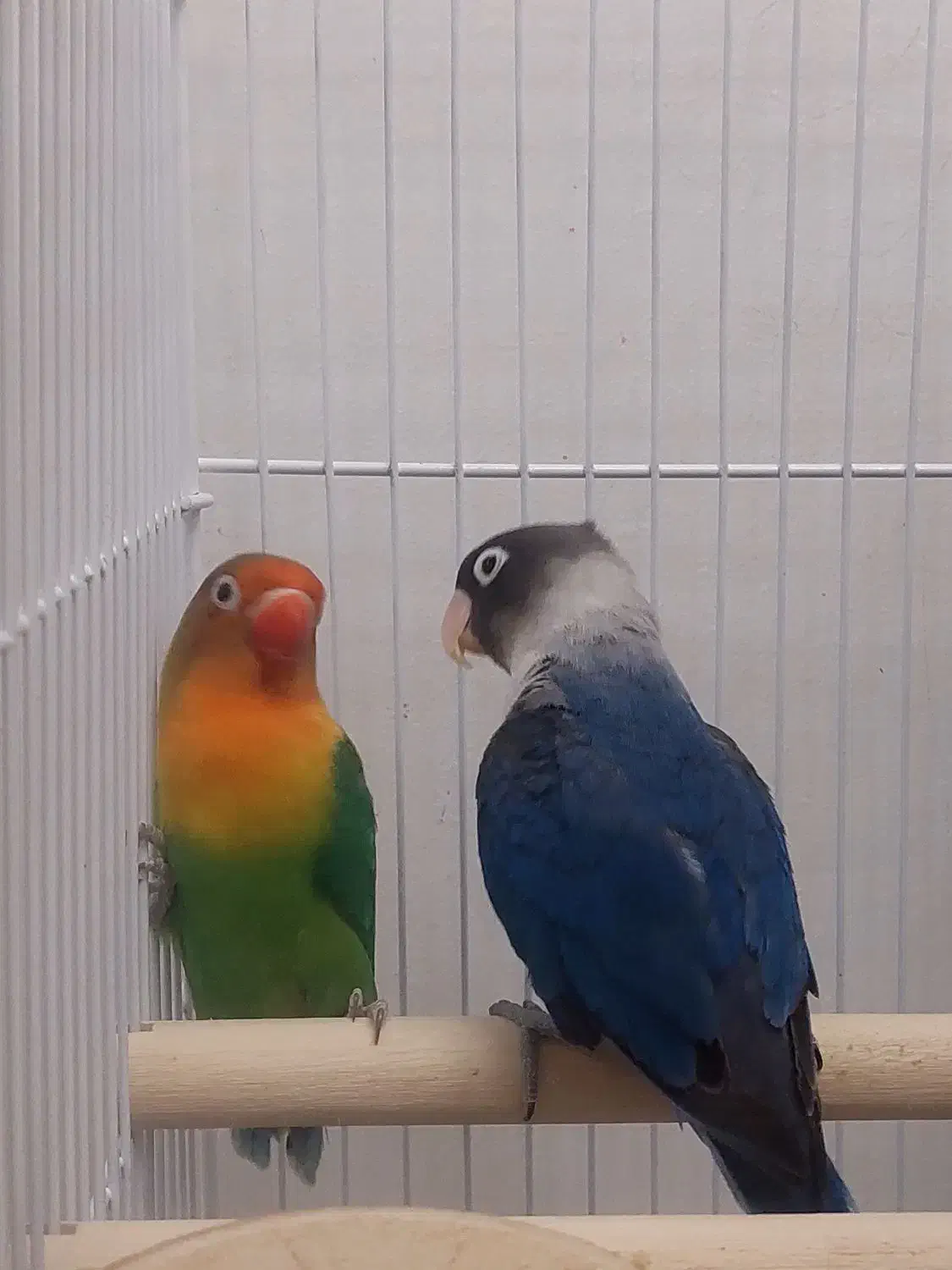 طوطی برزیلی|پرنده|نوشهر, |دیوار