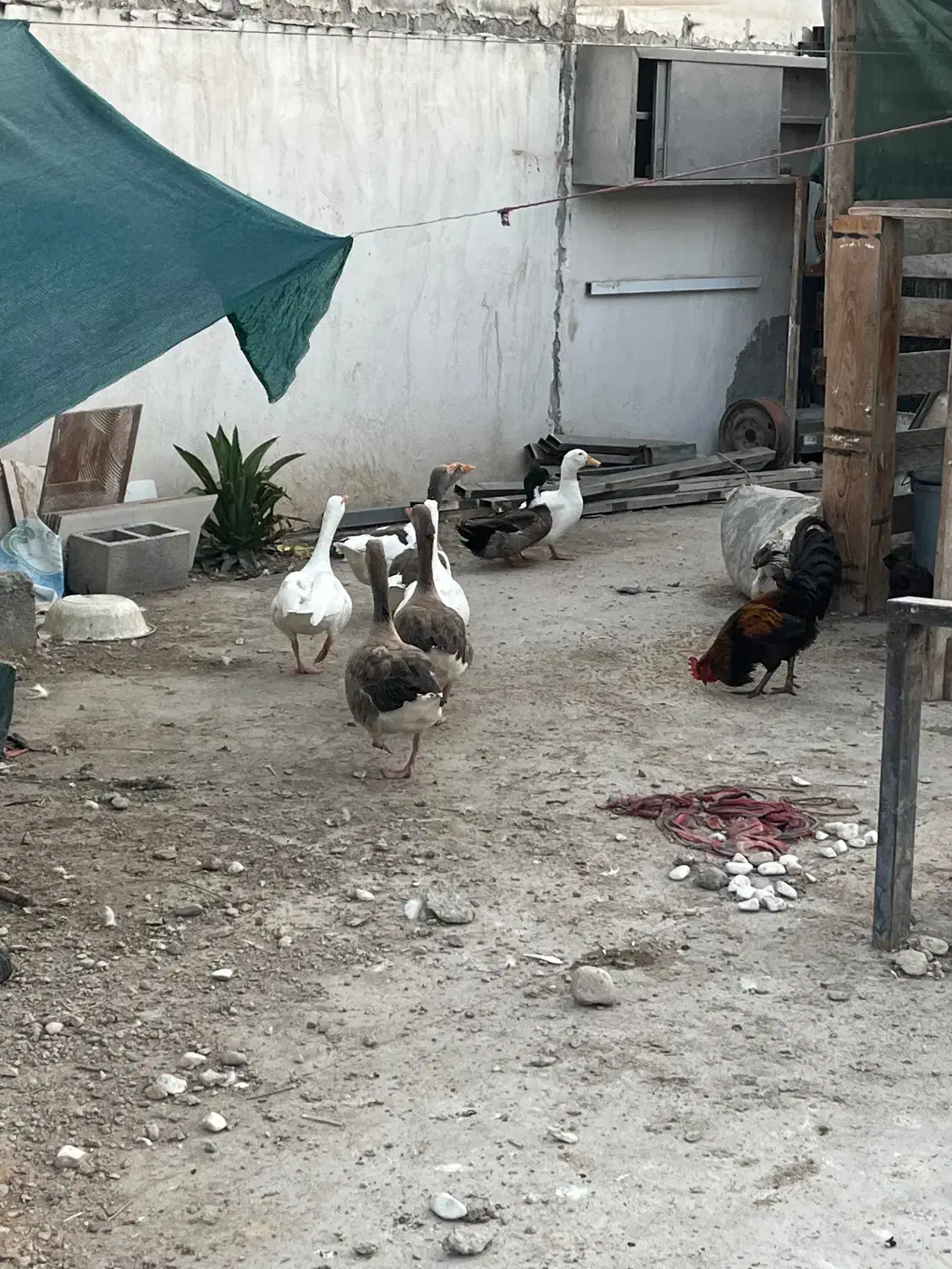 ۳ جفت غاز بالغ و سالم و ی جفت اردک فروش فوری|حیوانات مزرعه|بندرعباس, |دیوار
