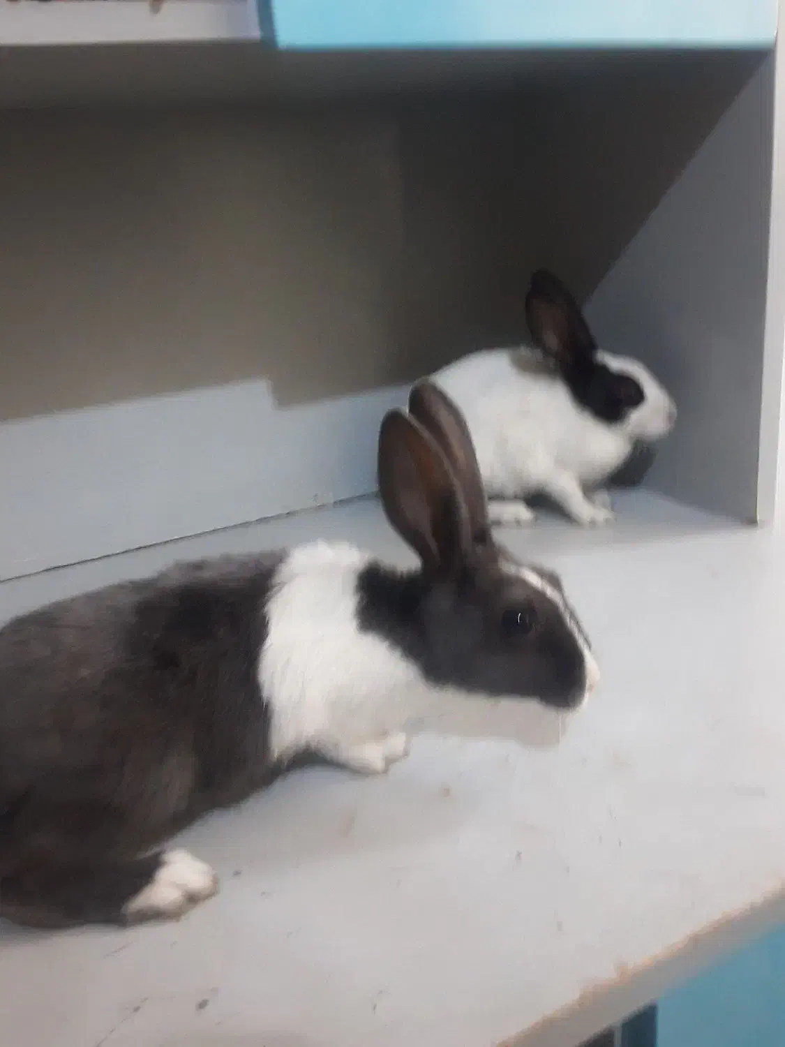 خرگوش ۲ ماهه|موش و خرگوش|ارومیه, |دیوار