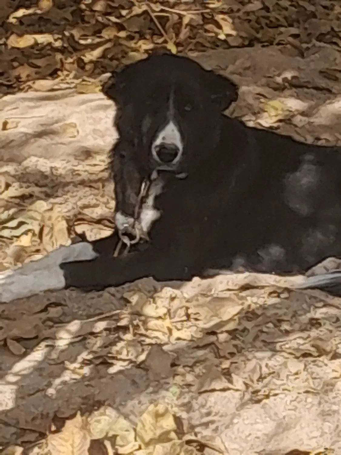 طوله ۷ماهه قدرجونی|سگ|ناغان, |دیوار