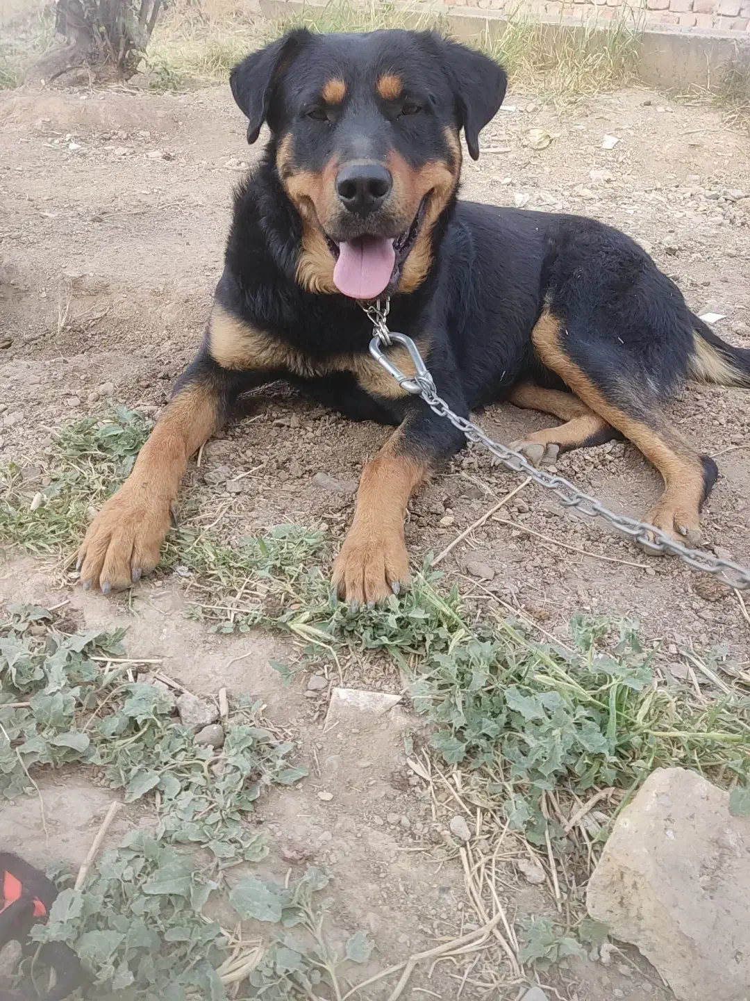 گمشده|سگ|اراک, |دیوار