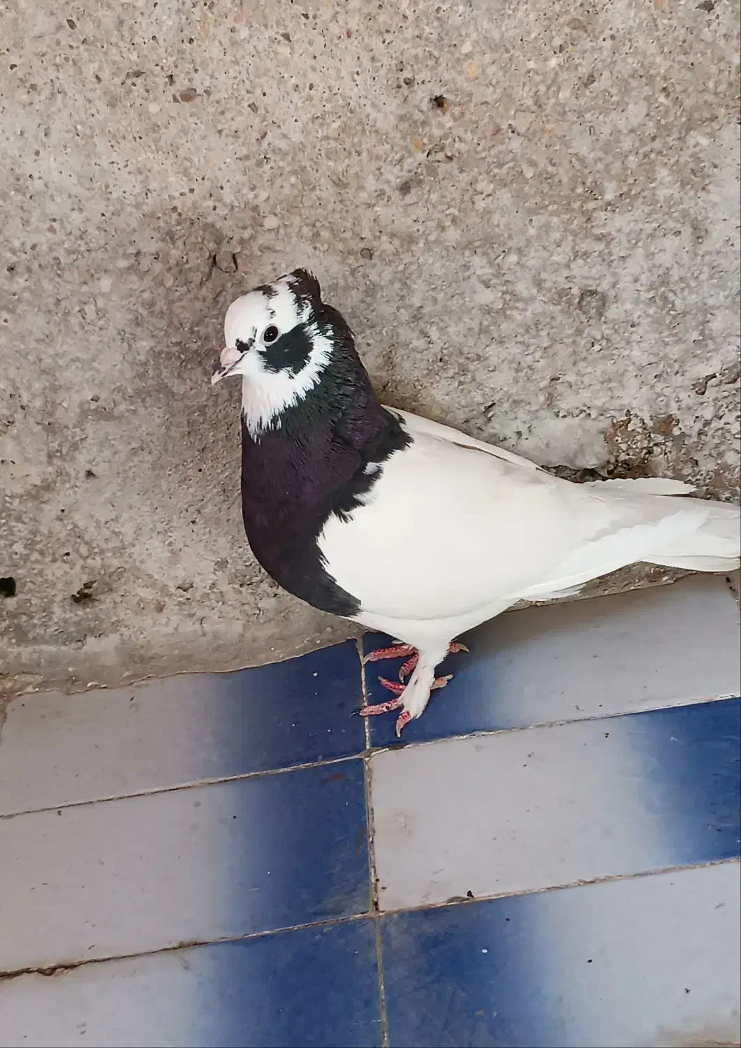 4عدد کبوتر معاوضه با عروس هلندی و مرغ عشق|پرنده|فیروزآباد (فارس), |دیوار