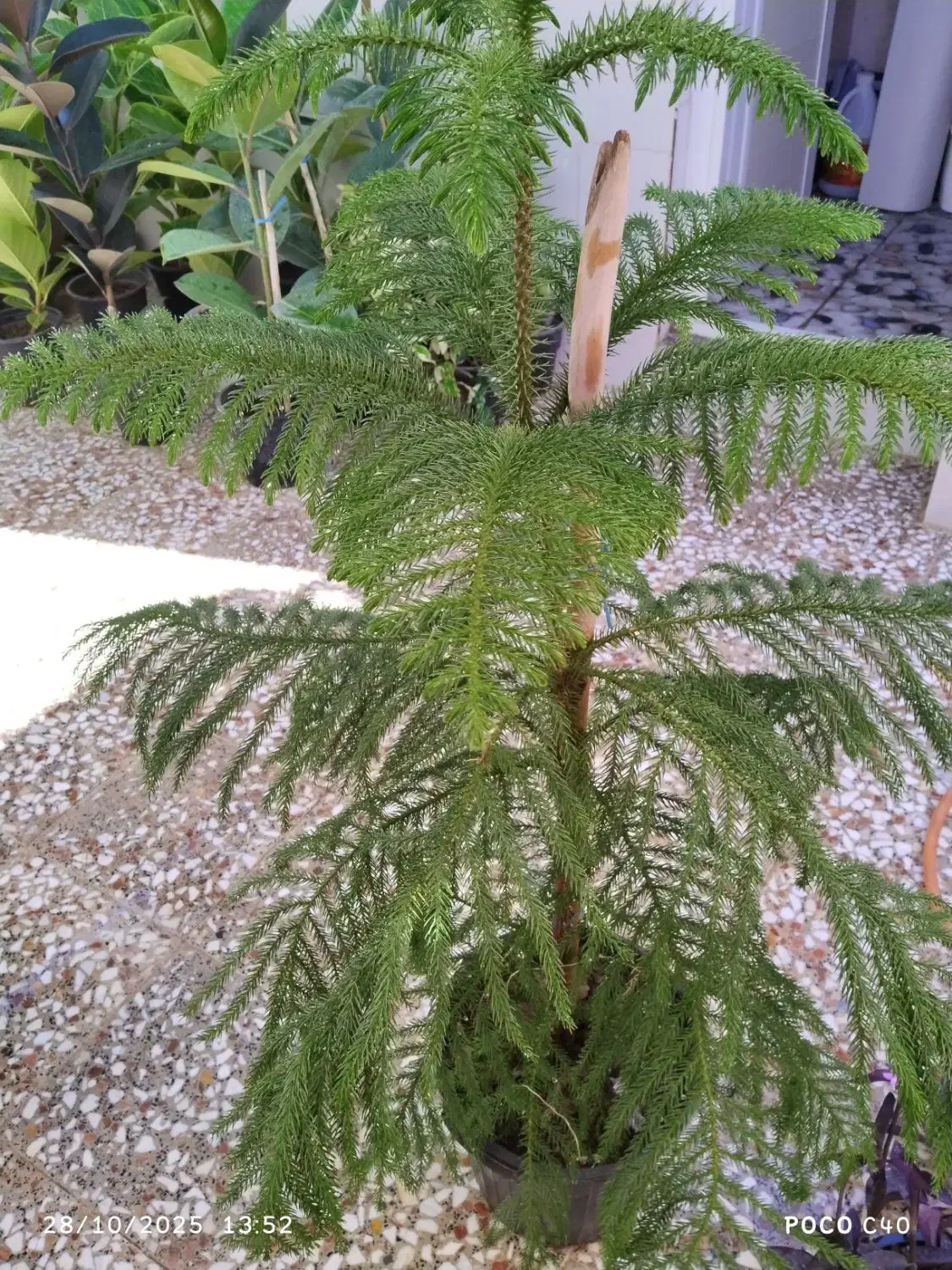 گل آپارتمانی|گل و گیاه طبیعی|قم, زاد|دیوار