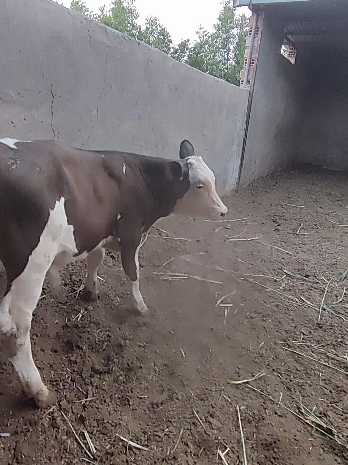 گوساله سیمینتال|حیوانات مزرعه|جلگه ماژان, |دیوار