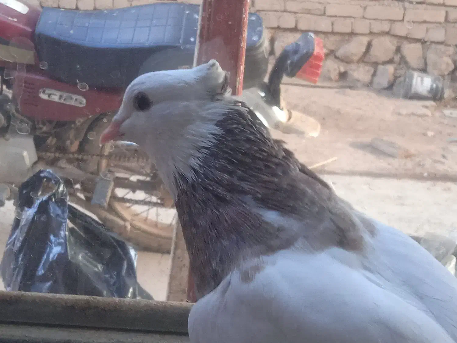 طوقی صرب کفتر کله سینه نقش رنگی|پرنده|خانمیرزا, |دیوار