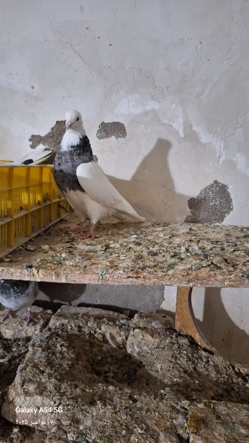 کبوتر|پرنده|جیرفت, |دیوار